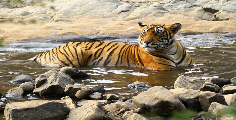 Bandhavgarh-National-Park