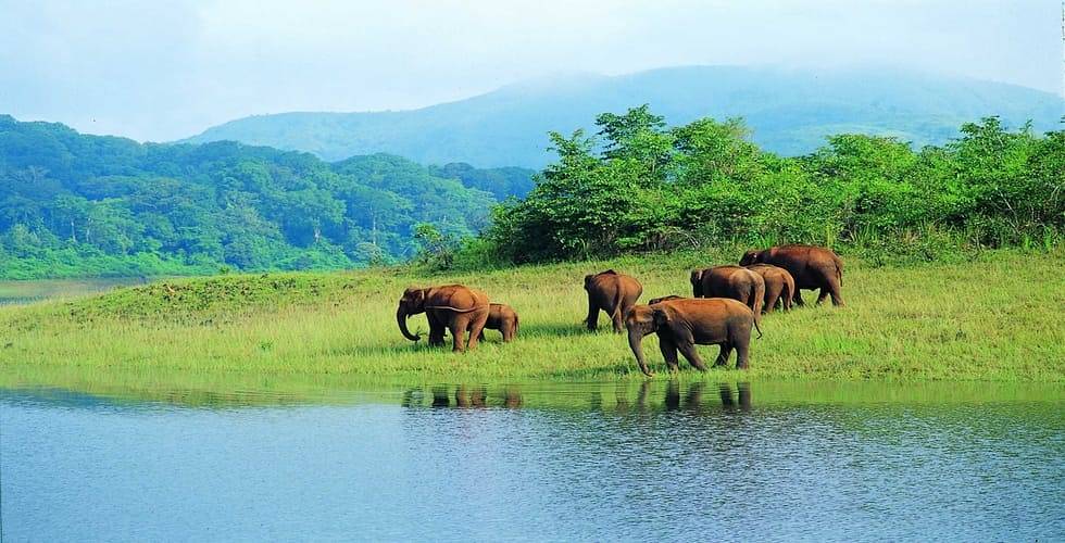 Periyar-Wildlife-Sanctuary-kesari-Tours