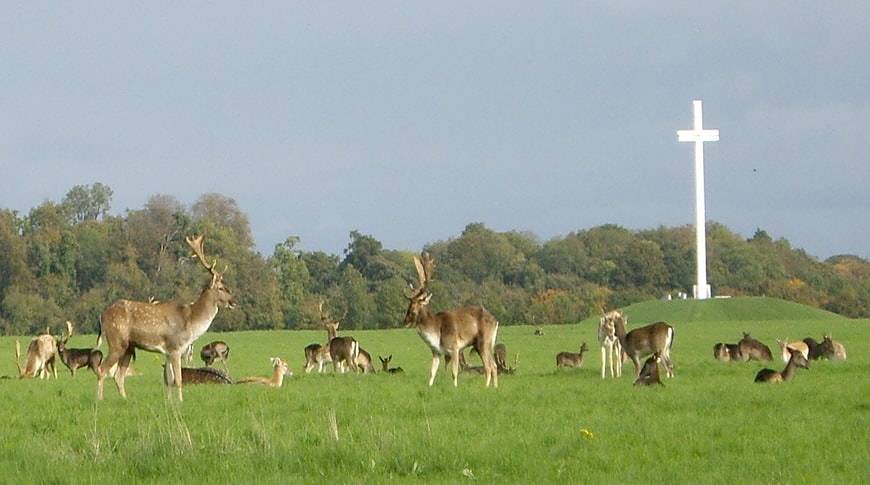 Phoenix-Park_kesari