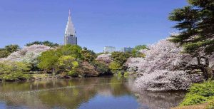 Read more about the article JAPAN WITH CHERRY BLOSSOM MFL