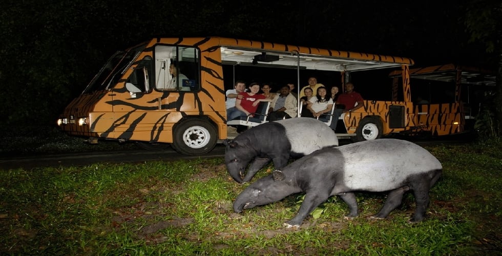 night-safari