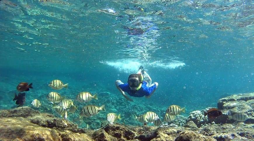 snorkeling-in-hawaii-kesari-tours